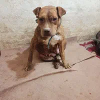 سگ پیتبول آمریکن بولی پوکت ماده دم فحل نگهبان|سگ|مشهد, شهرک مهر آباد|دیوار