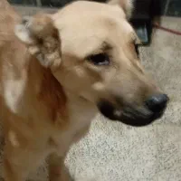 توله سرابی|سگ|گرگان, |دیوار