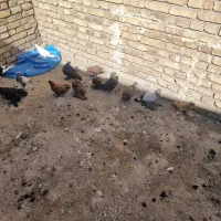 کبوتر لوتی