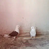 کفتر یا کبوتر|پرنده|ملکان, |دیوار