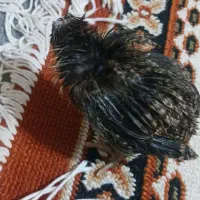 جوجه و اردک