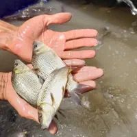 توزیع بچه ماهی کپور کوهان دار.قزل الا،