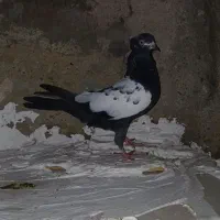 کبوتر قارا کوینی|پرنده|گرمی, |دیوار