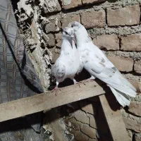 کفتر گرگی ریحانی خالدار