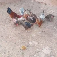 مرغ و خروس ولایتی|حیوانات مزرعه|میان جلگه, |دیوار