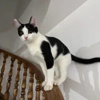 گربه DSH ملوس  واکسینه با ظرف خاک