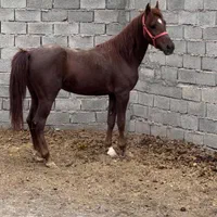 کره اسب نریان کرد