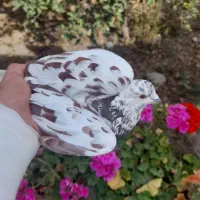 کبوتر|پرنده|مشگین شهر, |دیوار
