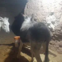 دو عدد خر گله یک عدد نرکی اخته دوم ماچکی|حیوانات مزرعه|قم, قلعه عموحسین|دیوار