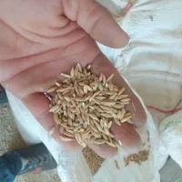 محلی|گل و گیاه طبیعی|ایذه, |دیوار