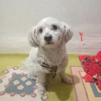 سگ پودل نر|سگ|سرخه حصار, |دیوار