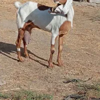 گیسه پطیری بزدورگ‌گلابی