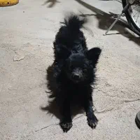 سگ پاپی ماده