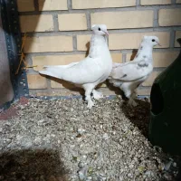 جوجه شازده سرور (سهره) عروس هلندی|پرنده|اسلامشهر, صادقیه|دیوار