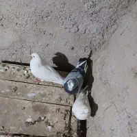 کبوتر|پرنده|سمیرم, |دیوار