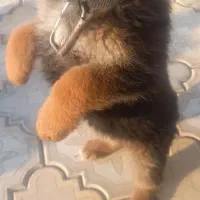 توله سگ ژرمن اصل واگذار میگردد|سگ|شهریار, اصیل آباد|دیوار