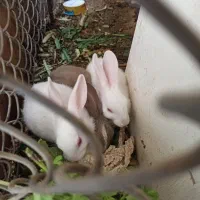 خرگوش کوچک دوتا