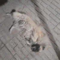 سگ پامر|سگ|قوچان, |دیوار