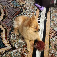 پامرین روباهی|سگ|دماوند, گیلاوند|دیوار