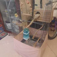 عروس هلندی نر و ماده