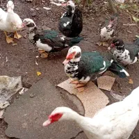 اوردک اسرائیلی نرو ماده