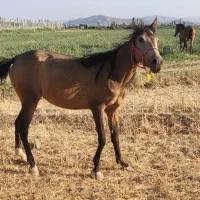 اسب مادیون به همراه کره یکونیم ساله|اسب و تجهیزات اسبسواری|میاندوآب, |دیوار