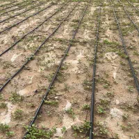 فروش تربچه قرمز