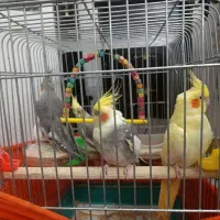 عروس هلندی سالم بشرط