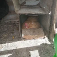 مرغ حنائی وکبوتر