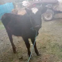 گوساله نر چالوسی