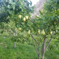 فروش زمین ۱۵۰۰ متری ۱۰۰ متری بافت شهر|فروش زمین و ملک کلنگی|ارجمند, |دیوار
