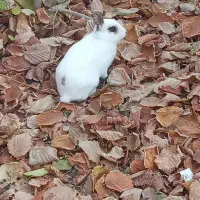 خرگوش  زیبا|موش و خرگوش|عنبرآباد, |دیوار