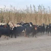 فروش بز جوان|حیوانات مزرعه|جوادآباد, |دیوار