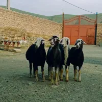 بره ماده گوسفند میش بره قوچ قره قزل افشار