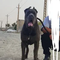 چاوچاو کن کرسو فروشی قفقازی درجه یک|سگ|کرج, فاز ۱ مهرشهر|دیوار
