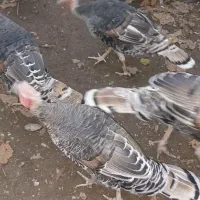 بوقلمون|حیوانات مزرعه|رشت, حافظ آباد|دیوار