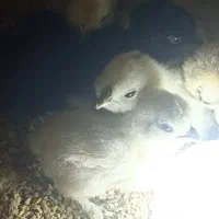 جوجه ابریشمی یک هفته نژاد دار|حیوانات مزرعه|نیشابور, ابراهیم ادهم|دیوار