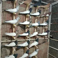 کبوتر رنگی|پرنده|مرودشت, تخت جمشید|دیوار