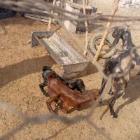 بز با دوتا کره