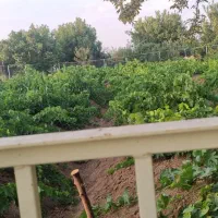 فروش باغ انگور و درخت در لالجین