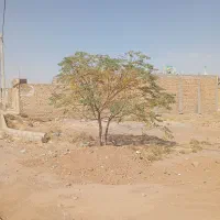 زمین/شهیدغلام زاده|فروش زمین و ملک کلنگی|تربت جام, شهید غلام زاده|دیوار