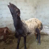 قوچ هترو