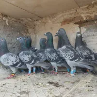 کبوتر سبز دوخطی پلاکی زرهی پولکی آلمانی دوتا دسته|پرنده|شیراز, شریف‌آباد|دیوار