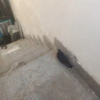 با سلام یک کبوتر زاغ