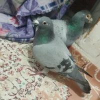 کفتر|پرنده|اردبیل, |دیوار