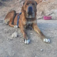 سگ خراسانی|سگ|باخزر, |دیوار