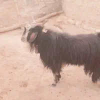 بز غاله نر