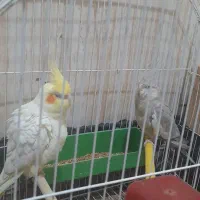 عروس هلندی|پرنده|شادگان, |دیوار