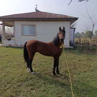 اسب|اسب و تجهیزات اسبسواری|رضوانشهر, |دیوار