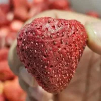 فریزدرایر/خشک کن انجمادی/فریز درایر/میوه پفکی|ماشین‌آلات صنعتی|شیراز, شهرک پرواز|دیوار
